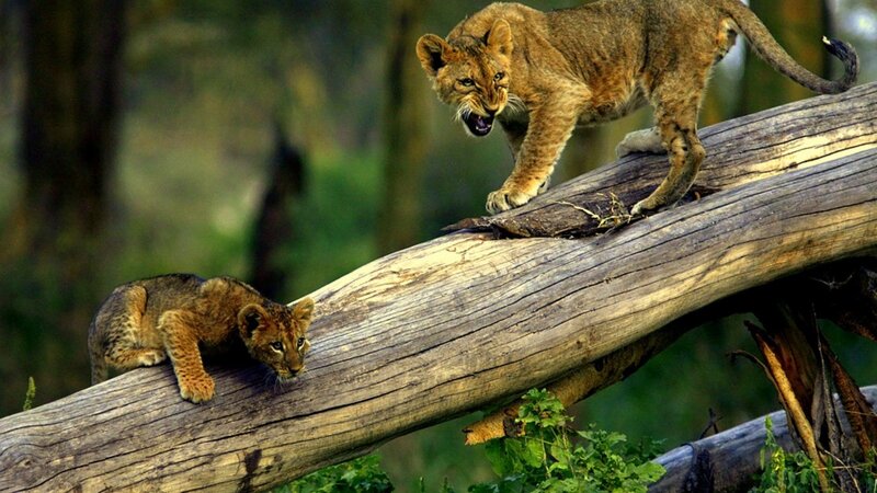 Lion cubs on a log