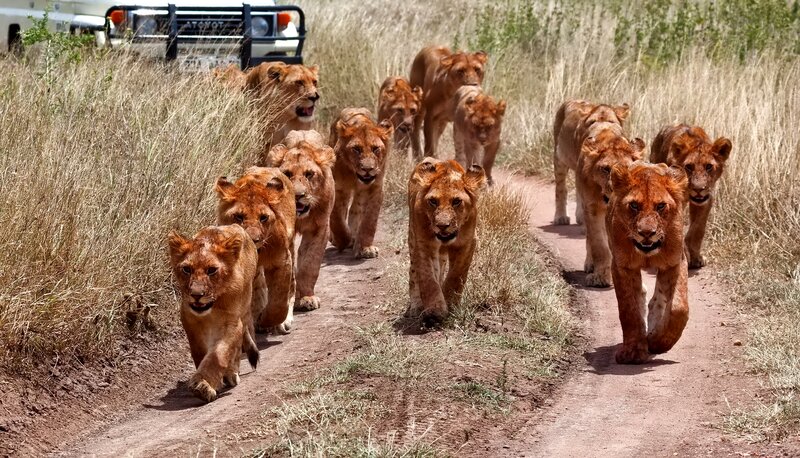 Lion Cubs on Dirt Path