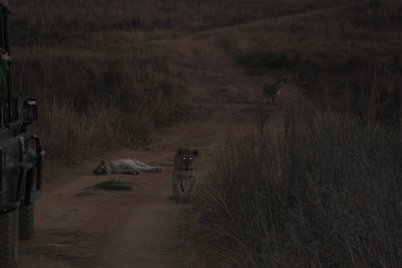 Lion Cubs on Dirt Road