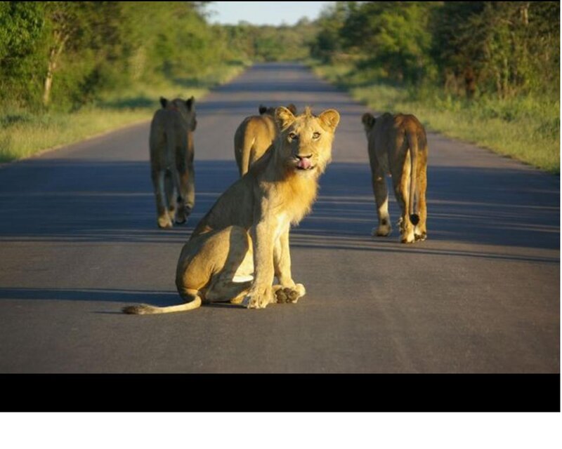 Lion Cubs on Road