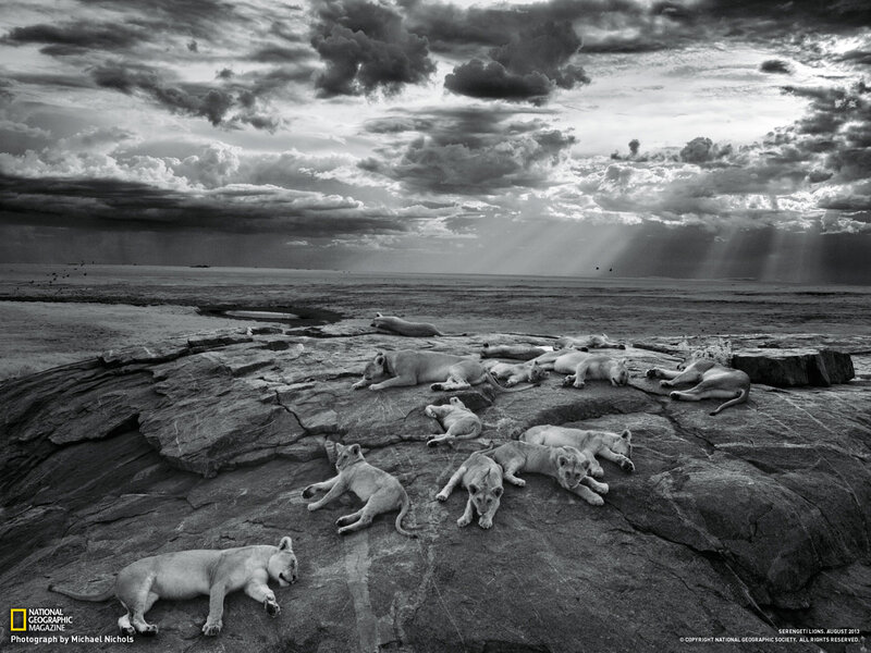 Lion Cubs on Rock — Black