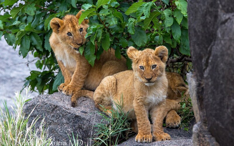 Lion Cubs on Rock — Brown, Calm