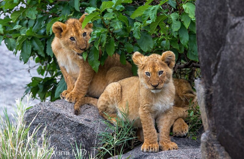 Lion Cubs on Rock — Brown