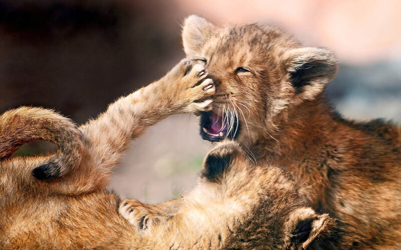 Lion Cubs Playing — Brown, Active