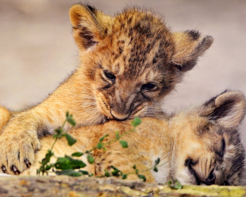 Lion Cubs Playing — Brown, Calm, Photograph