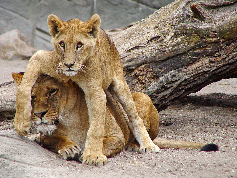 Lion Cubs Playing — Brown, Calm