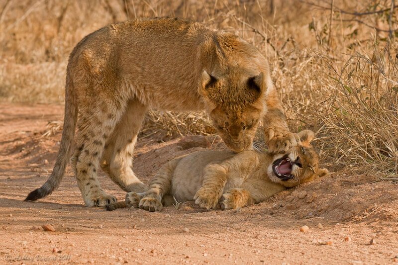 Lion Cubs Playing — Brown, Playful, Afternoon