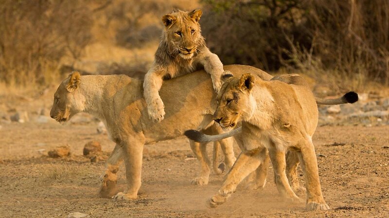 Lion Cubs Playing — Brown, Playful, Sunset