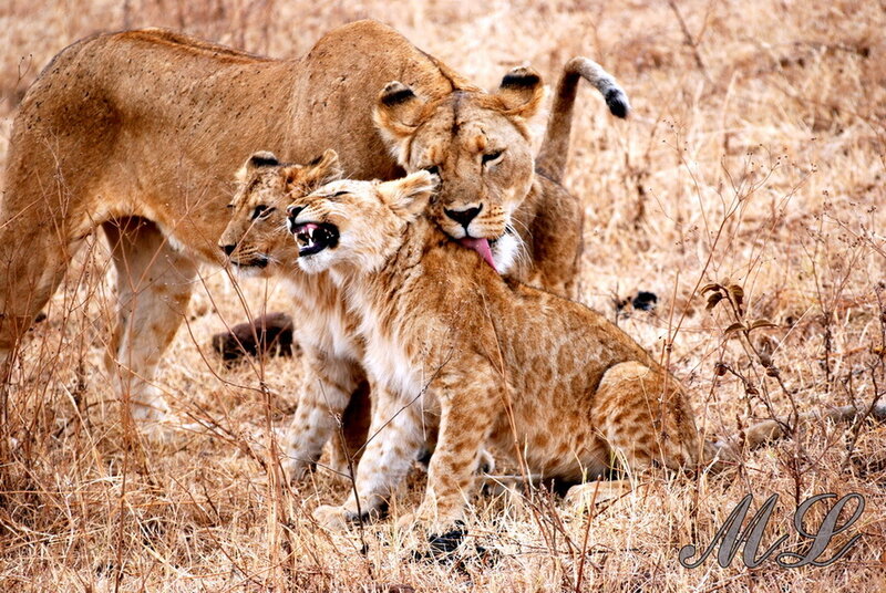 Lion Cubs Playing — Brown, Playful