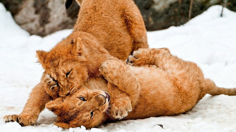 Lion Cubs Playing — Brown, Playful, Winter