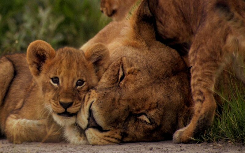 Lion Cubs Playing — Brown