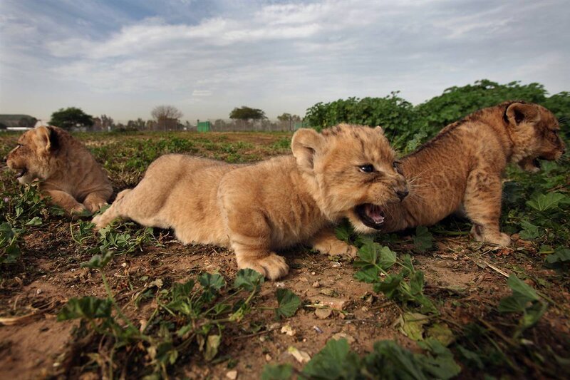 Lion cubs playing in a field