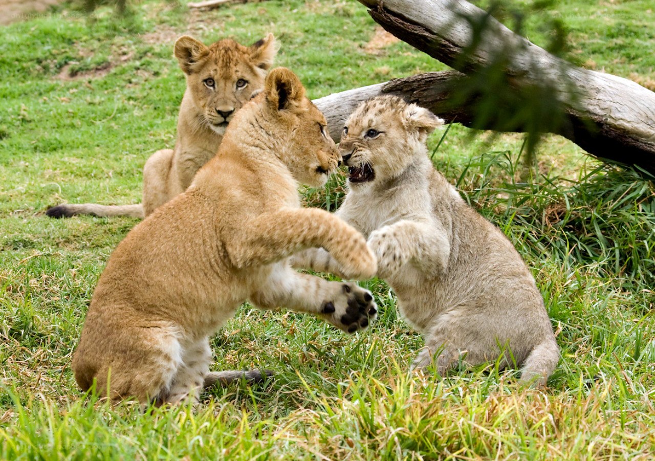 Lion cubs playing in grass