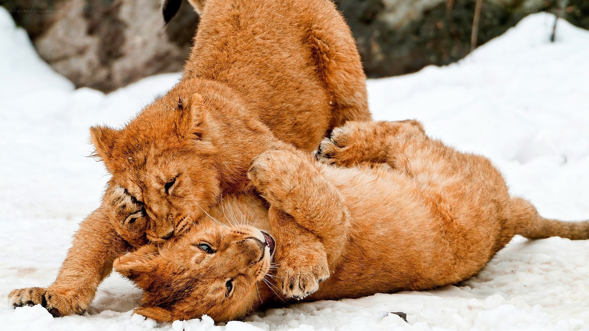 Lion cubs playing in snow