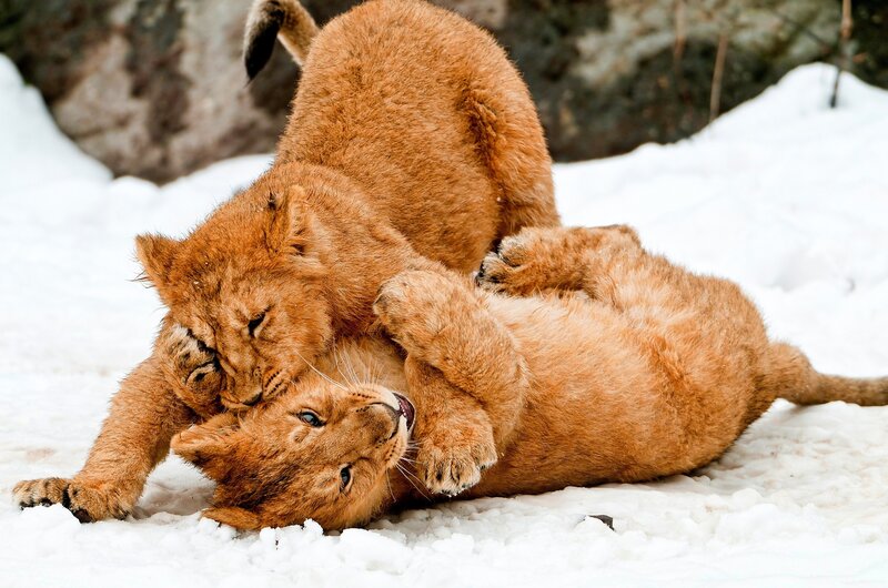 Lion cubs playing in snow