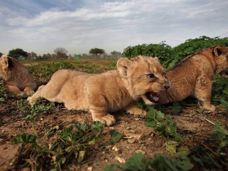 Lion Cubs Playing
