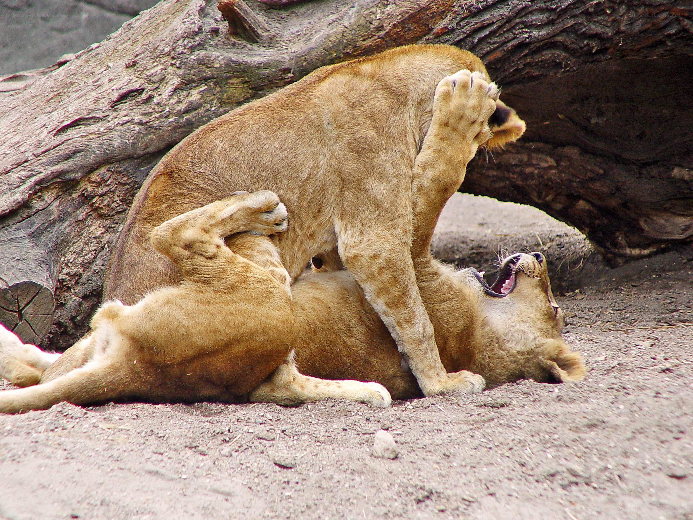 Lion cubs playing together