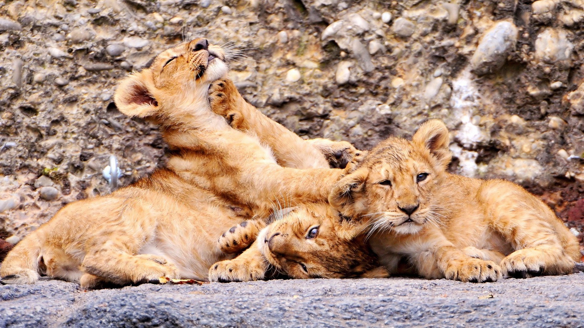 Lion cubs playing together