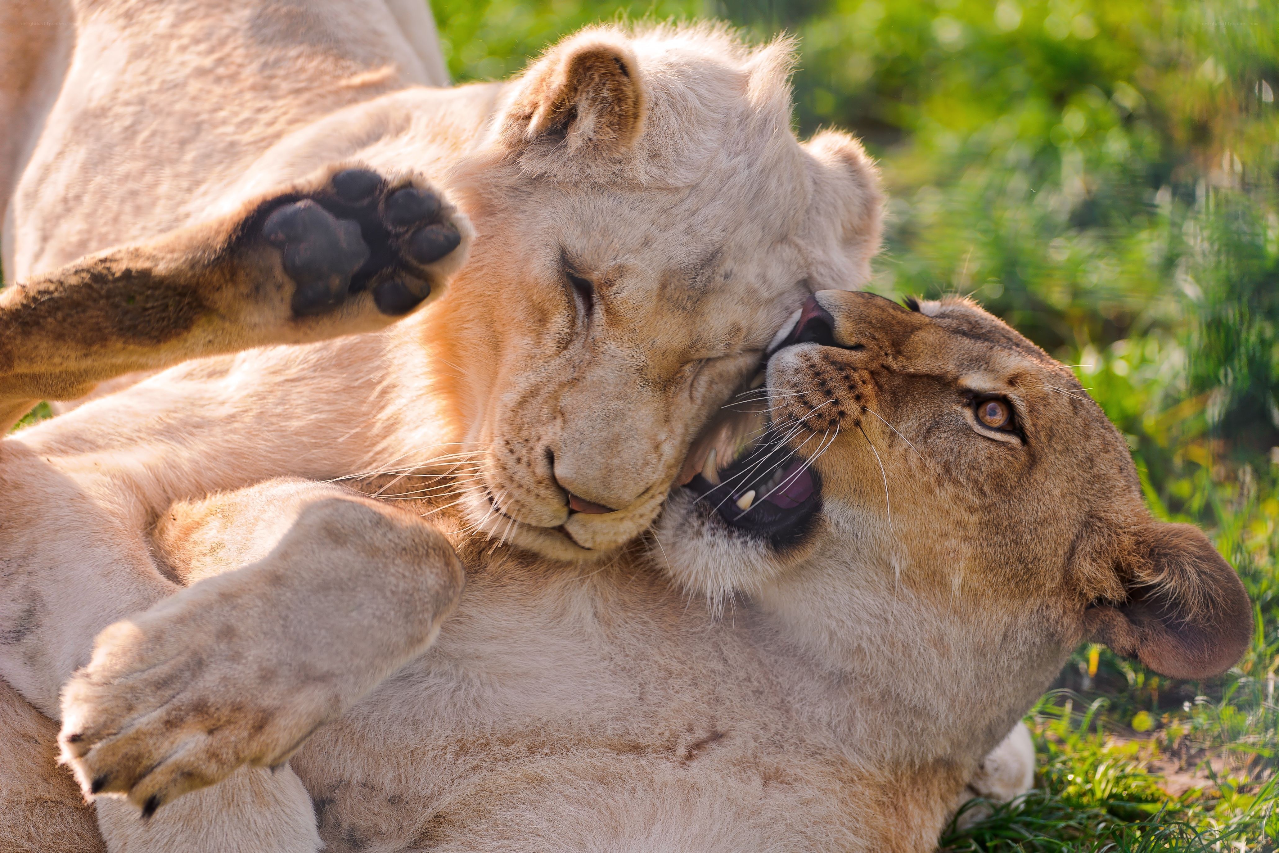 Lion cubs playing together