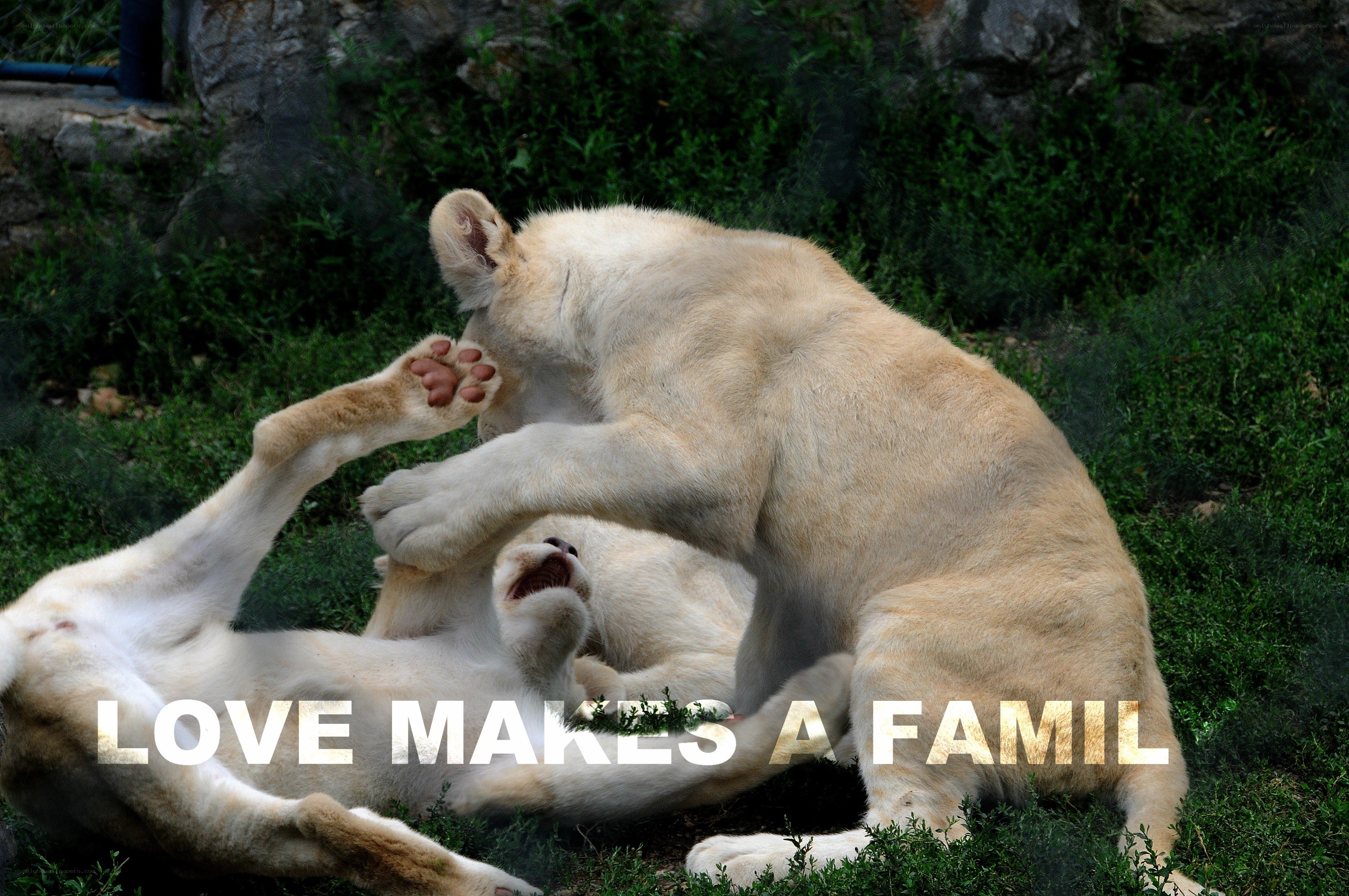 Lion cubs playing together