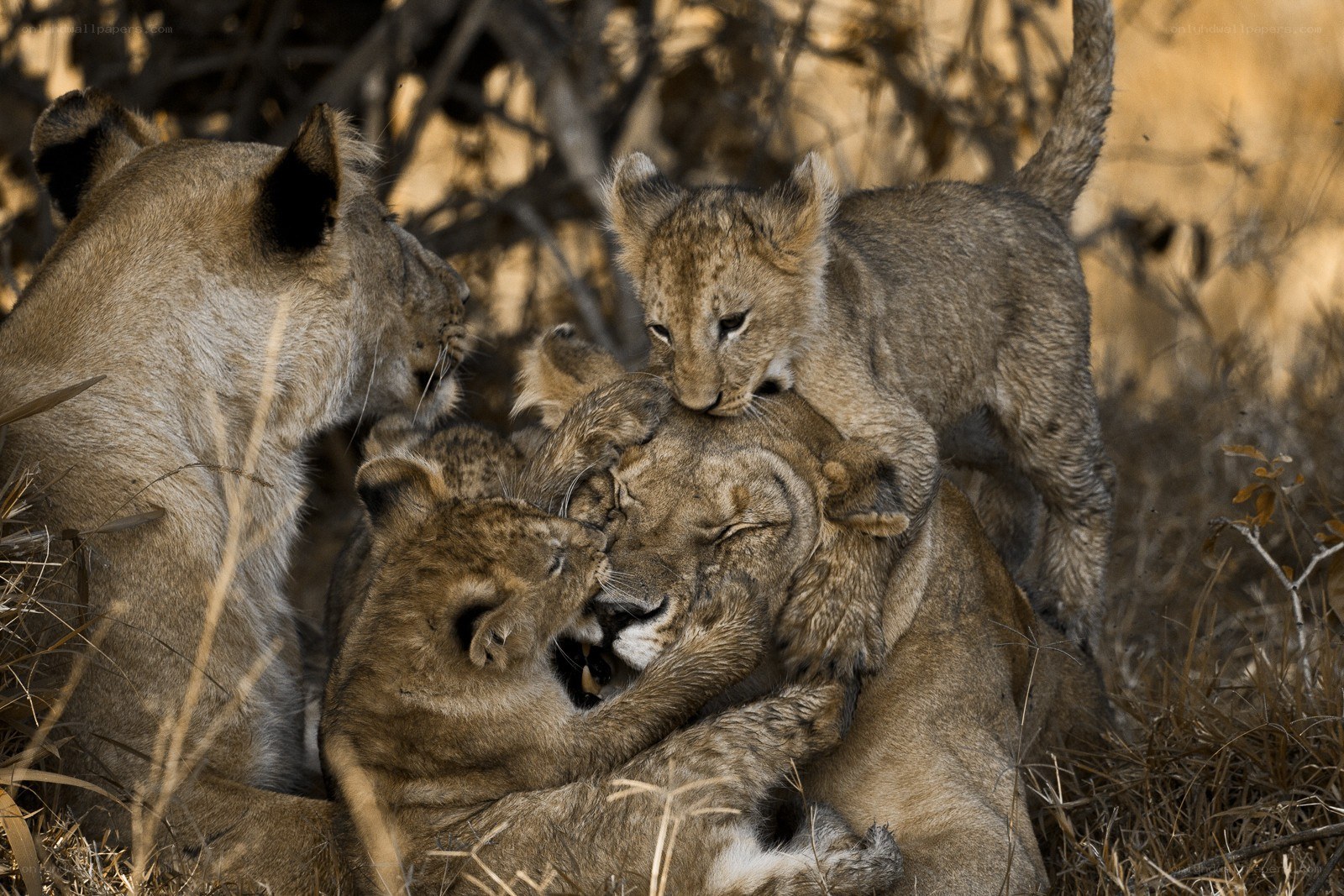 Lion cubs playing with mother