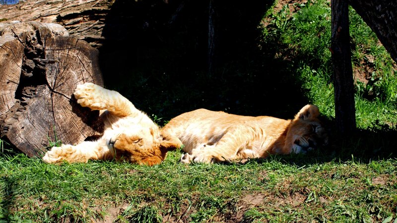 Lion cubs resting in sun