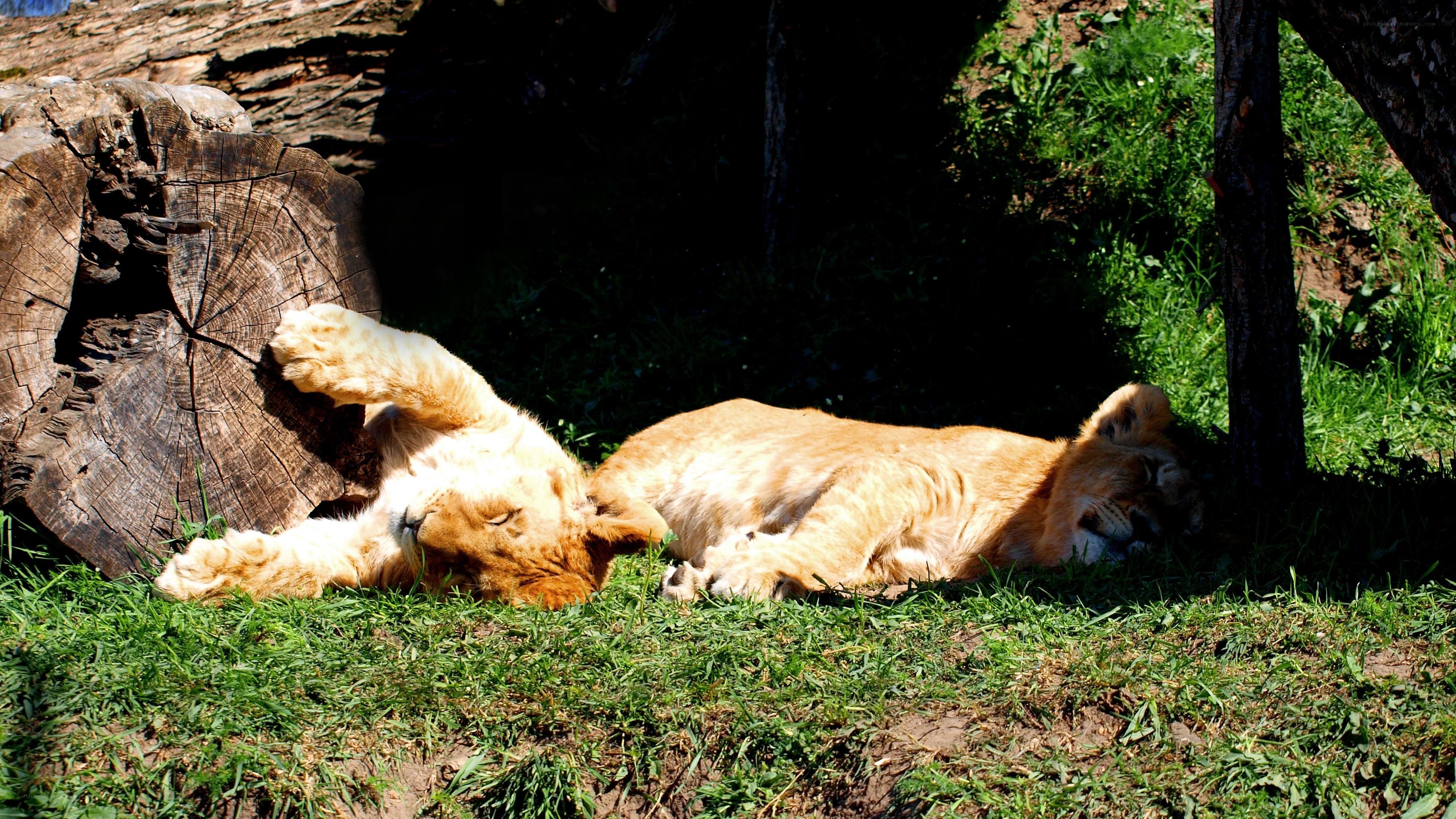 Lion cubs resting in sun