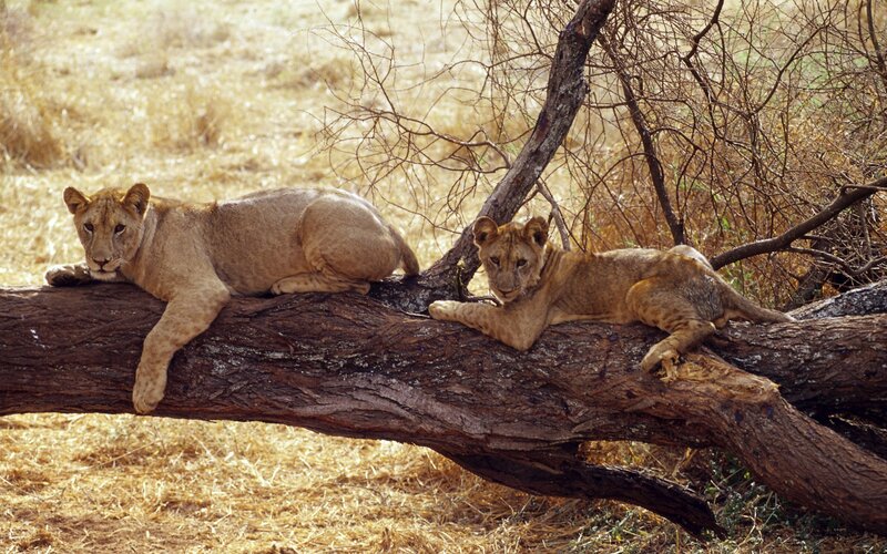 Lion cubs resting on a log