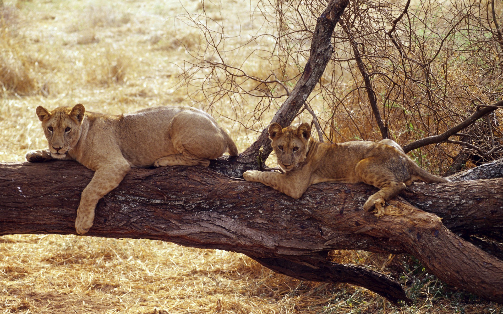 Lion cubs resting on a log