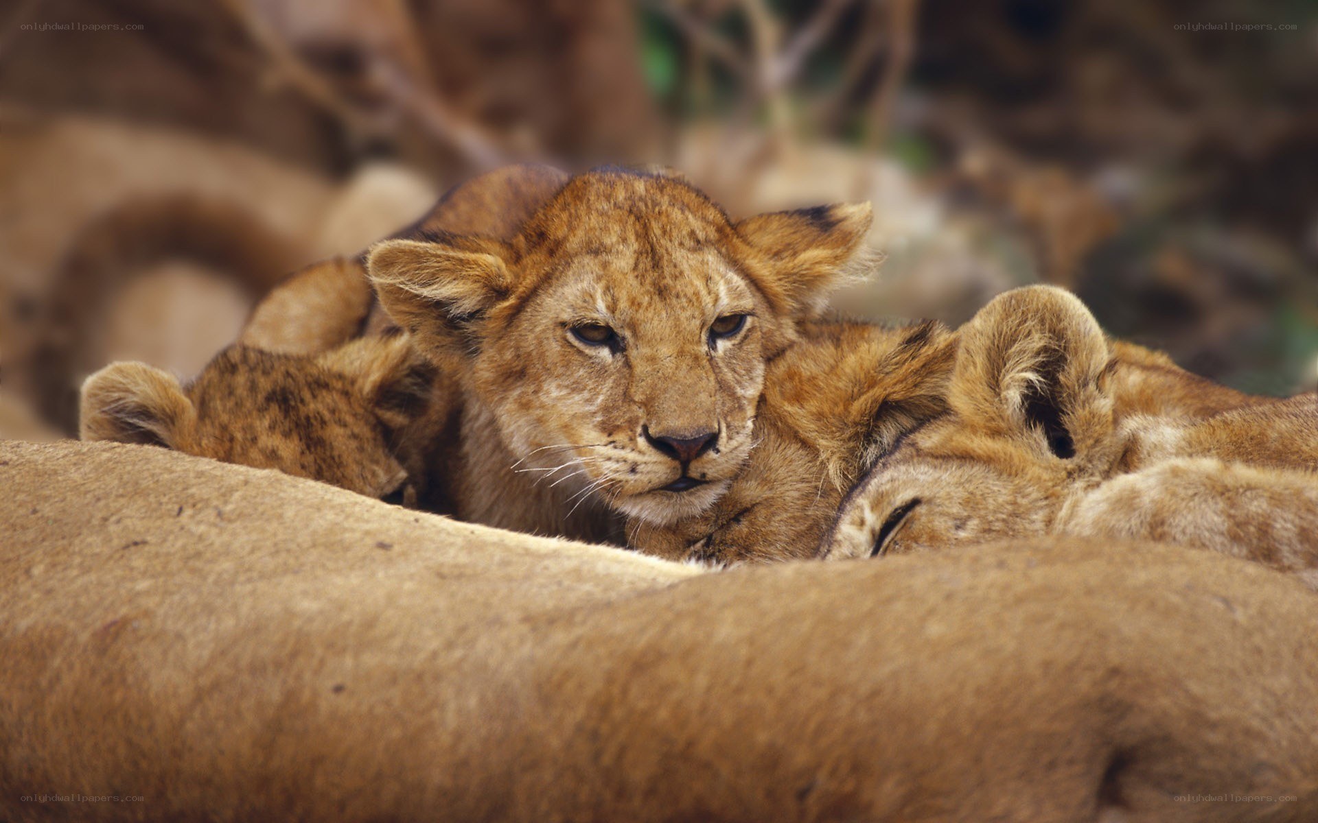 Lion cubs resting together