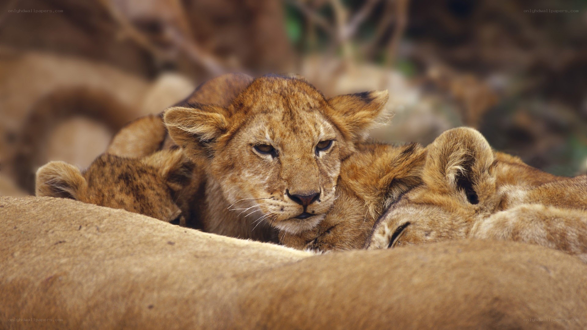 Lion cubs resting together