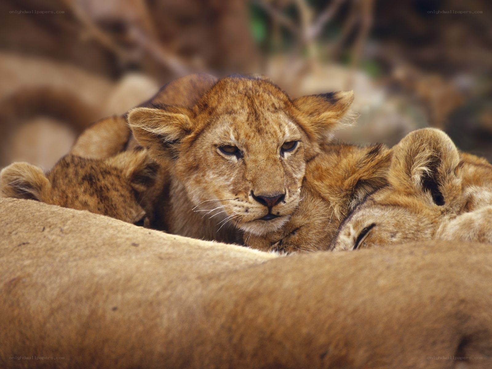 Lion cubs resting together