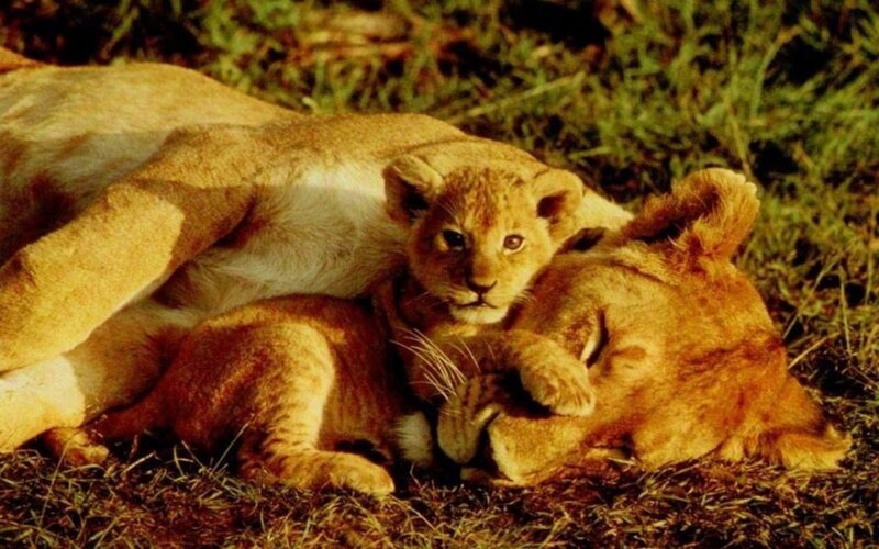 Lion cubs resting with mother