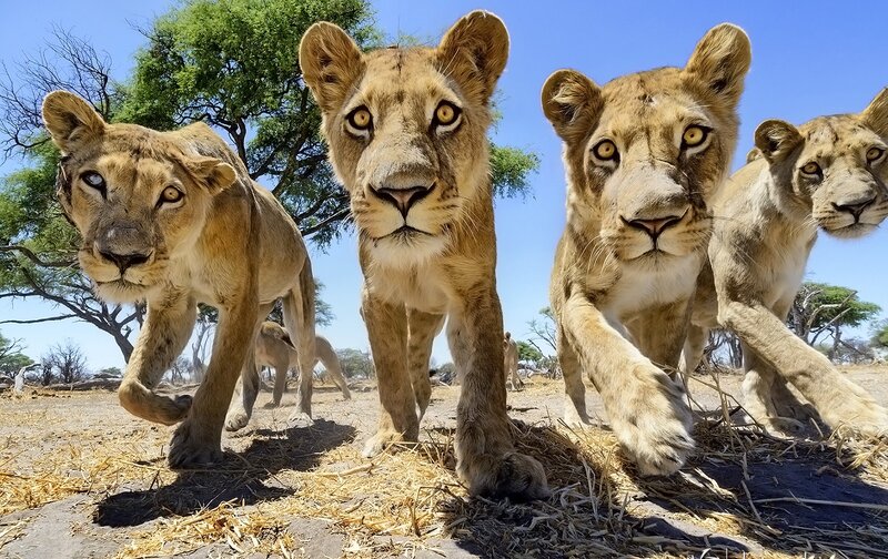 Lion Cubs Running — Brown