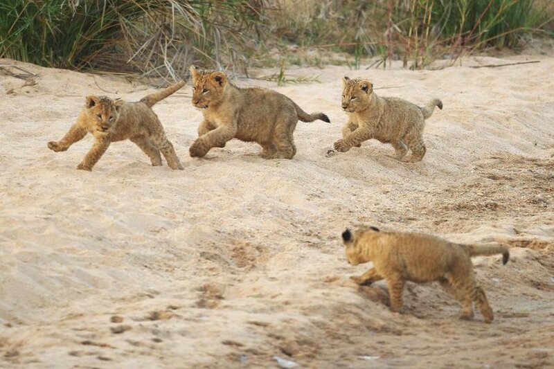 Lion Cubs Running
