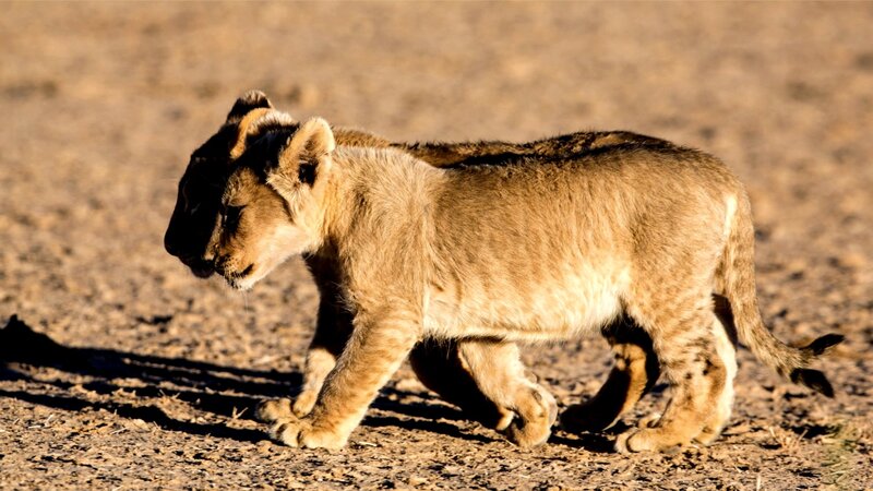Lion Cubs Walking