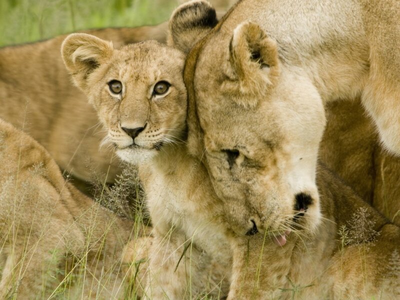 Lion cubs with mother in grass