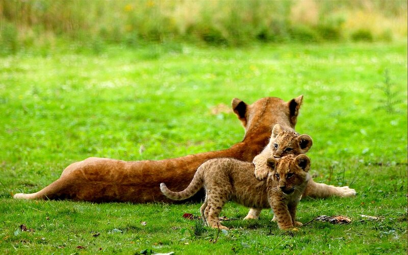 Lion Cubs with Mother