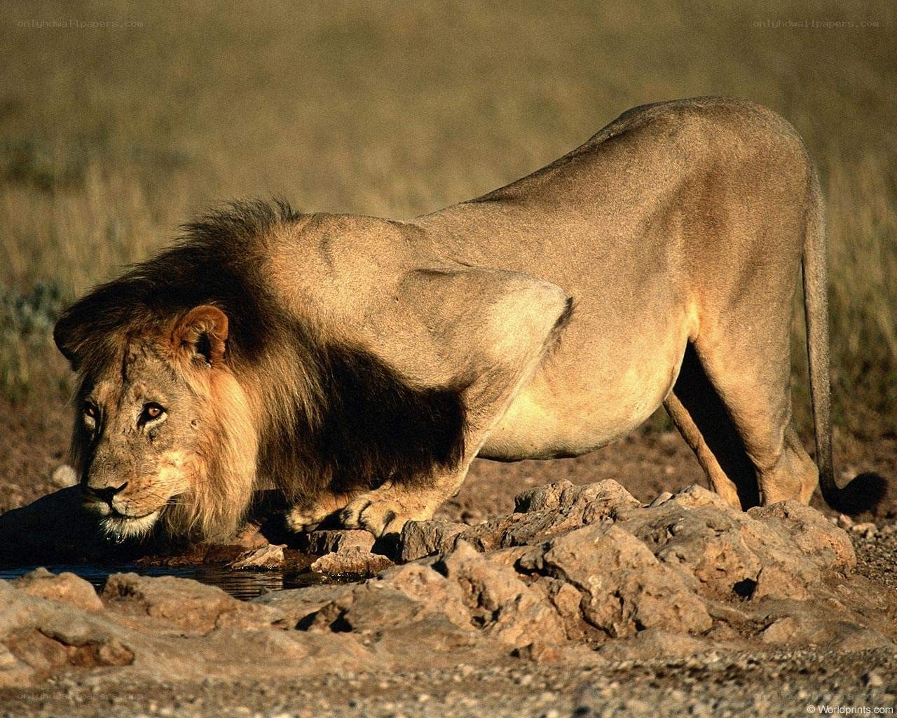 Lion drinking at a waterhole
