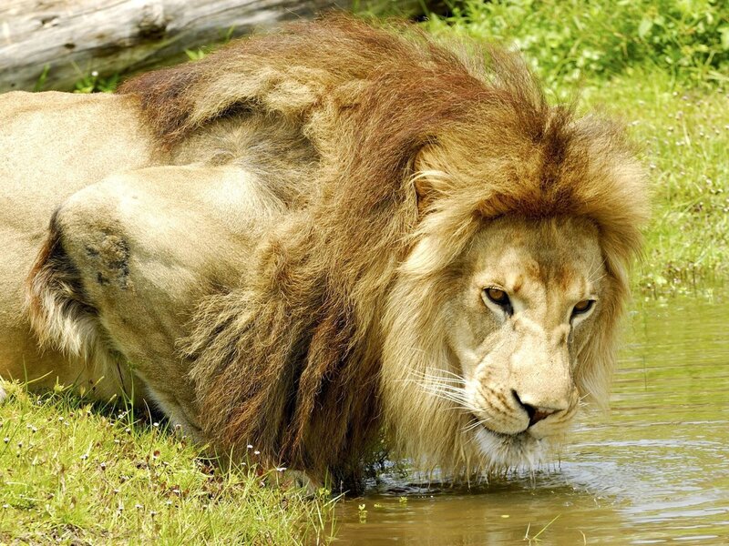 Lion drinking from a pond