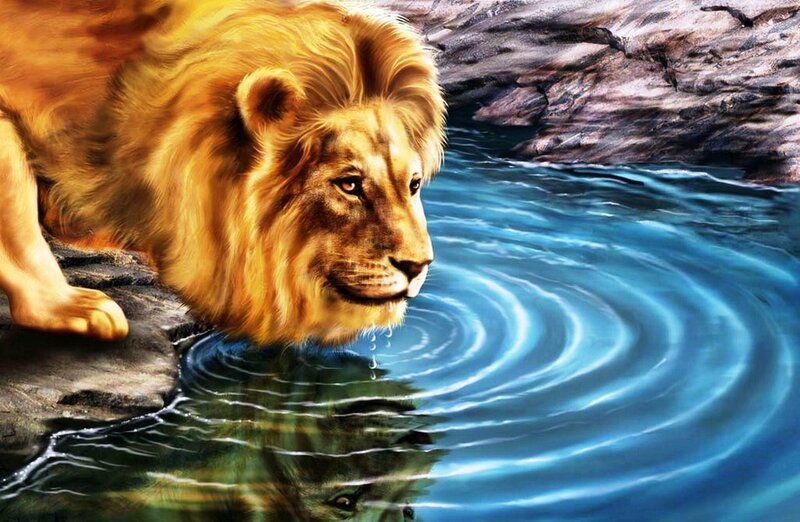 Lion drinking from a stream