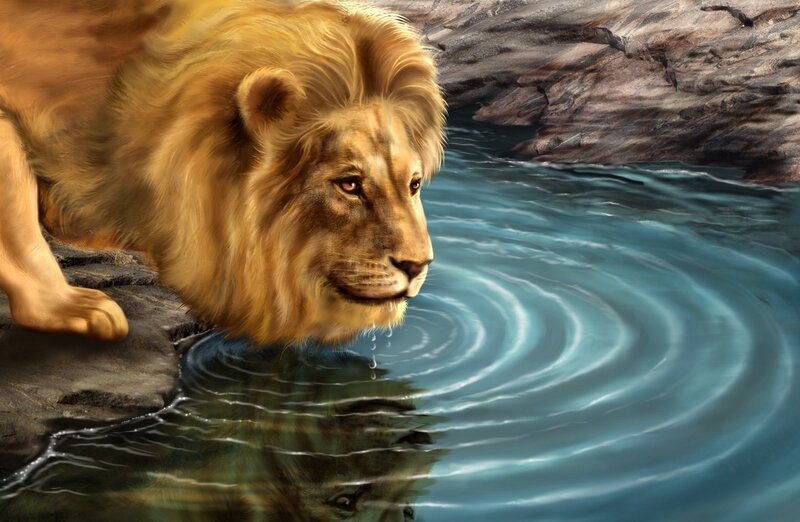 Lion drinking from a stream