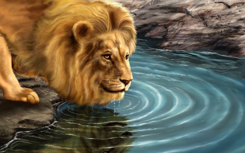 lion drinking from a stream