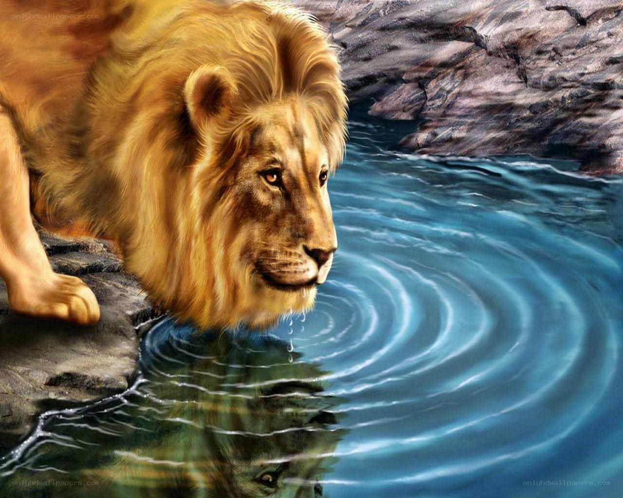Lion drinking from a stream