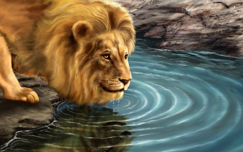 Lion drinking from a stream