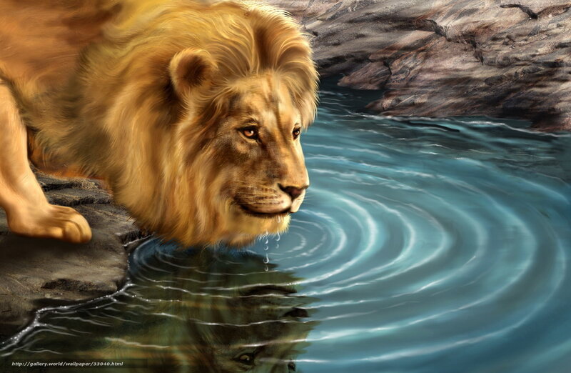 Lion drinking from a stream