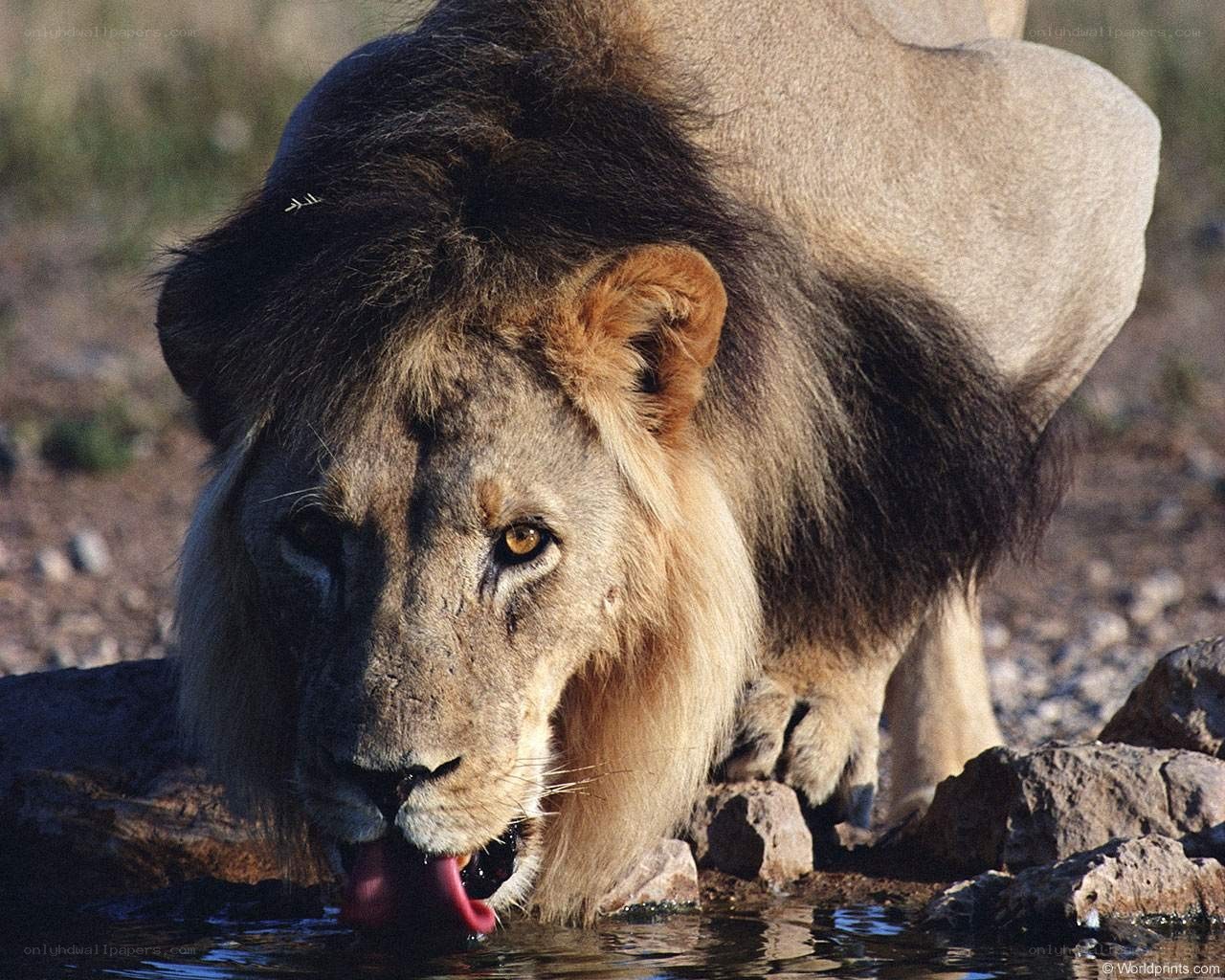 lion drinking from a waterhole