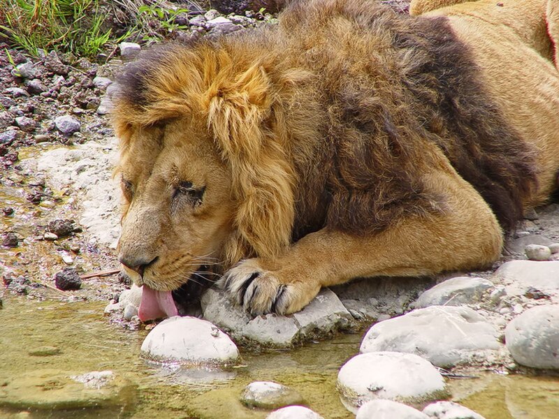 Lion Drinking Water — Brown, Calm, Afternoon