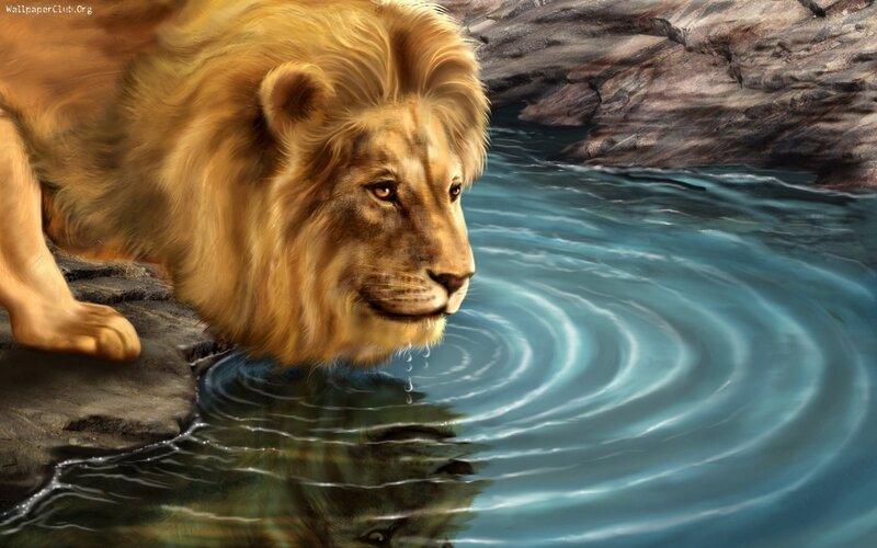 Lion Drinking Water — Brown