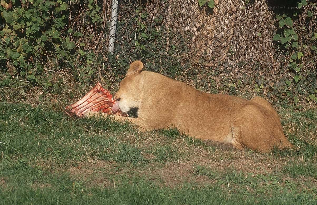 Lion eating a carcass